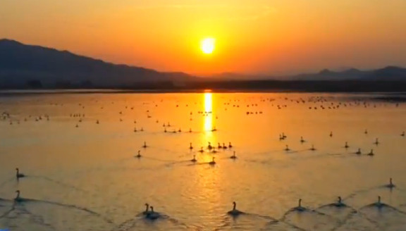 内蒙古赤峰阿鲁科尔沁旗湖泊湿地迎来大批候鸟