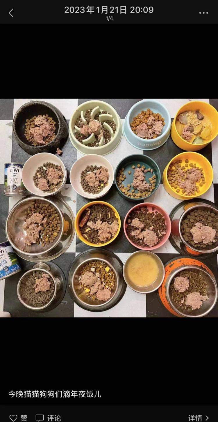 春节期间“毛孩子”遇集中寄养，店主一天早晚两次遛20多只狗