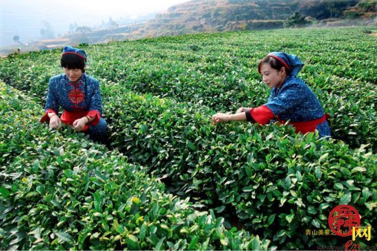 大国小鲜@新发展理念丨茶香、麦香……青岛山海小镇全域旅游书写美好生活新篇章