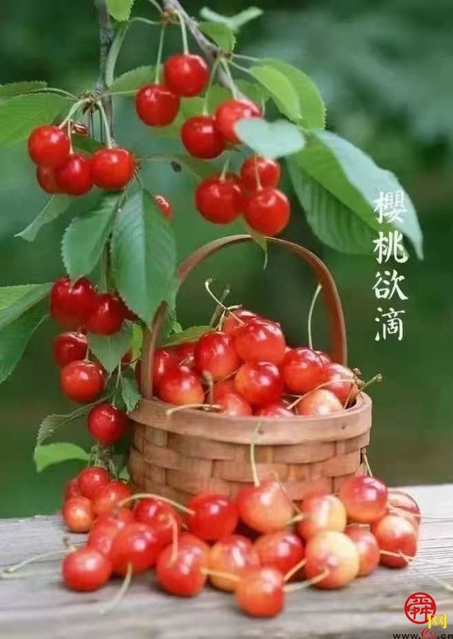 天上人家牡丹艺术文化节邀您免费游