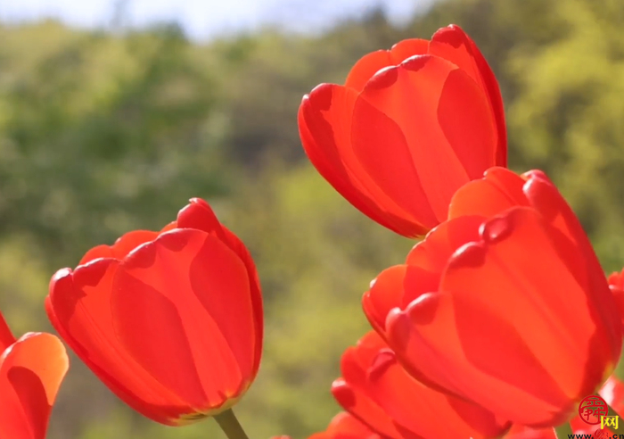 郁金满山香漫天 红叶谷上线“人间四月天”