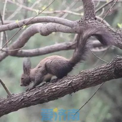 “山东省第一绿色生态桥”济南佛慧山绿道连接桥今年8月底竣工