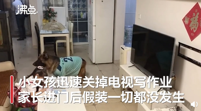 【惯犯】狗子听到家长进门提醒女孩写作业，具体是什么情况？