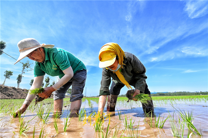 济南有片北方少见的水稻田高温下农民忙插秧