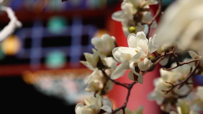 舜视频丨玉兰花开梅花绽放 这是济南诗意的春天