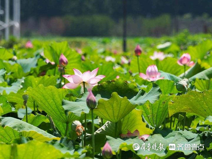 濟南章丘白雲湖萬畝荷花齊放生態文化旅遊節好吃好玩