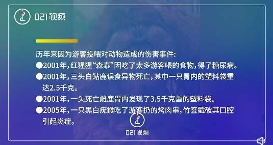 野狼“胖若两狼”！不该投喂的不只是可可西里的狼
