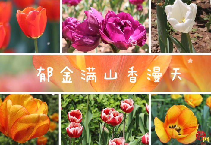 郁金满山香漫天 红叶谷上线“人间四月天”