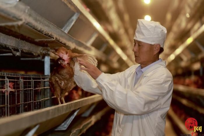 喝纯净水,吃益生菌,下无抗蛋 这里的鸡太"恣"了 - 记者直击 - 舜网