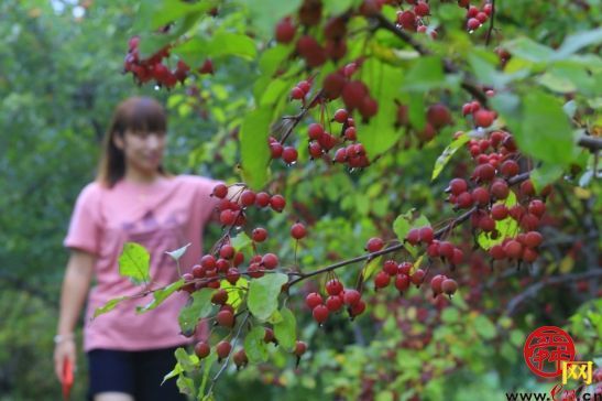 迎来收获的季节！济南植物园海棠果挂满枝头
