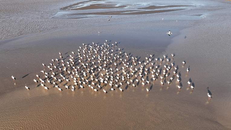 黄河入海口&middot;山东东营：这里有座&ldquo;鸟类国际机场&rdquo;