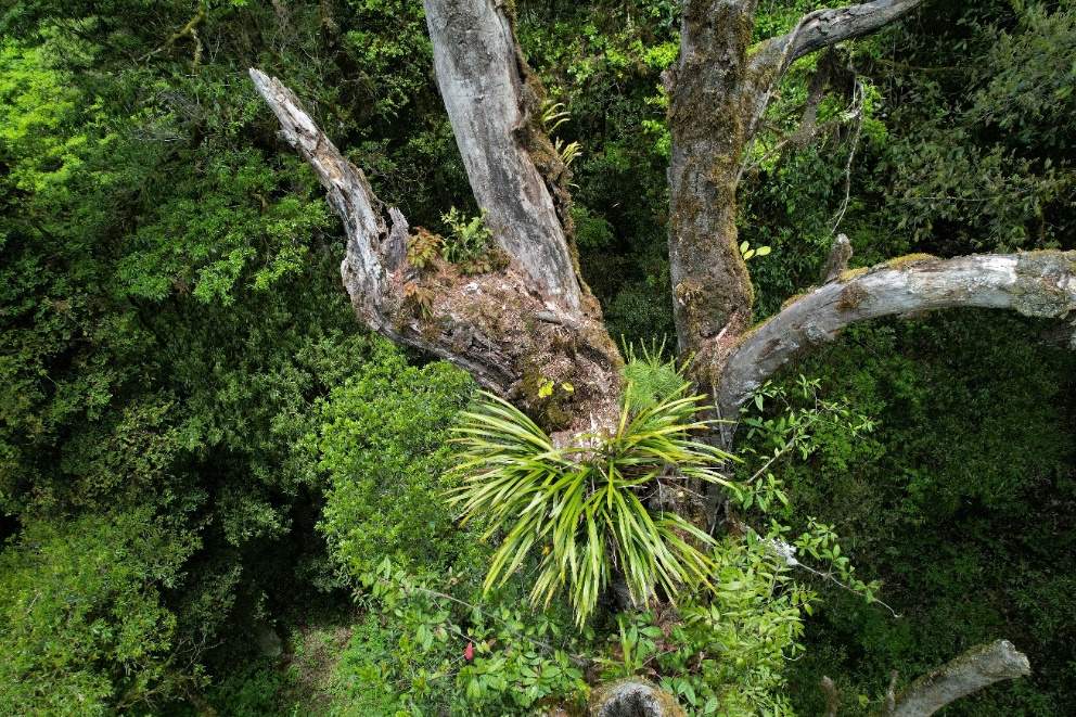 科考队员,国家重要野生植物种质资源库辰山中心工程师钟鑫拍摄△暖地