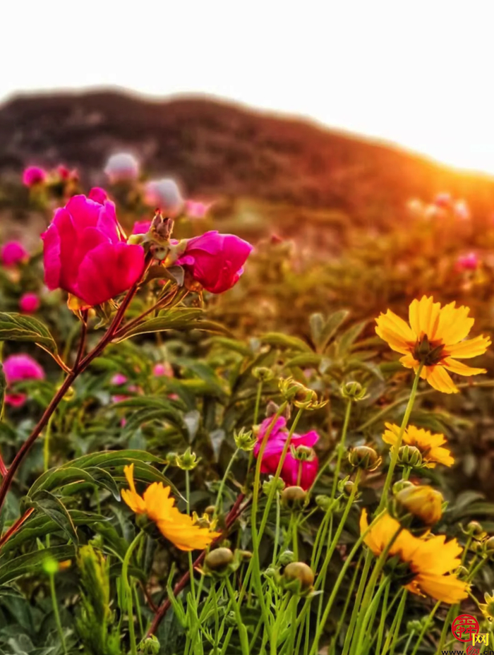 天上人家牡丹艺术文化节邀您免费游