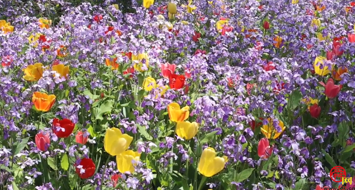 郁金满山香漫天 红叶谷上线“人间四月天”