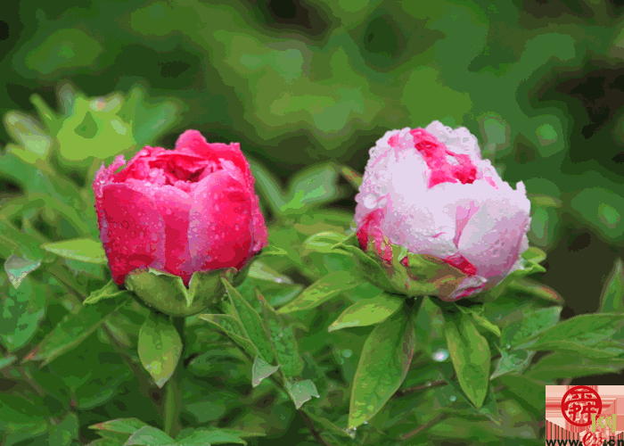 天上人家牡丹艺术文化节邀您免费游