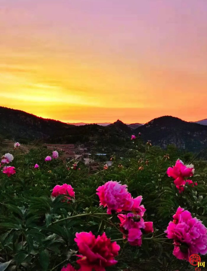 天上人家牡丹艺术文化节邀您免费游