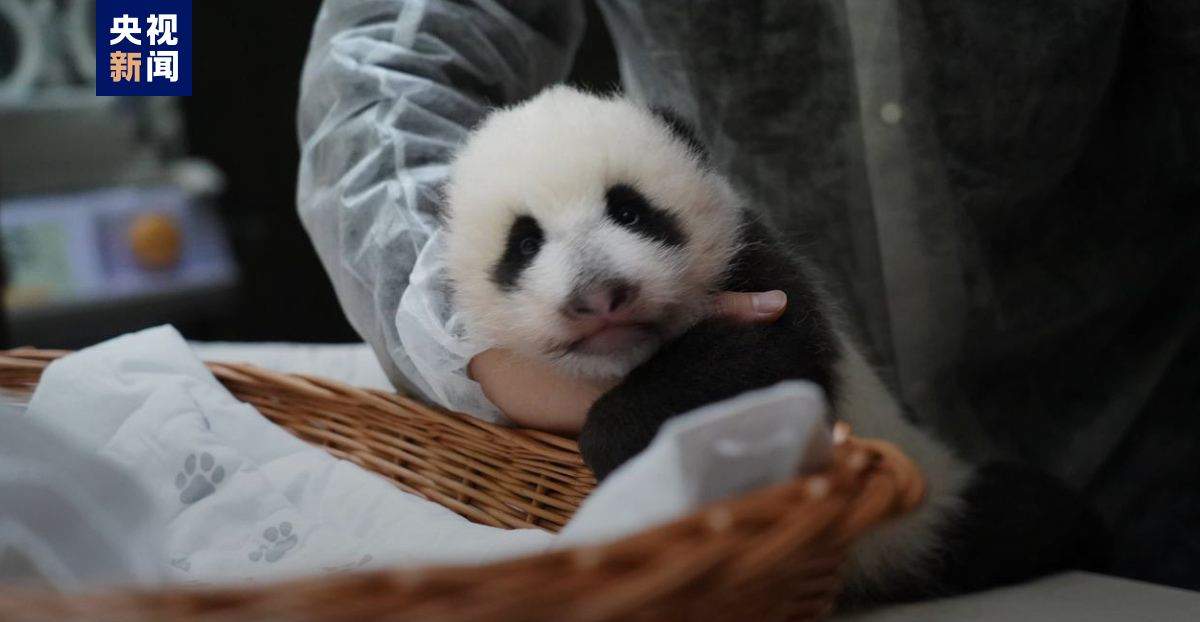 旅俄大熊猫“丁丁”幼崽要取名字了！