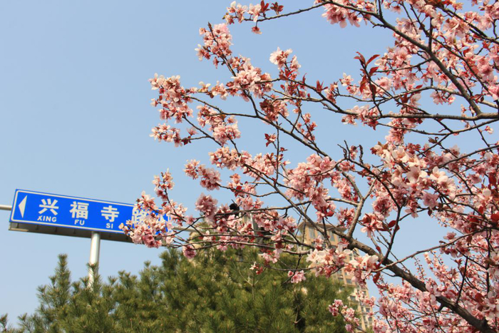 深呼吸！来济南西部新城遇见五彩斑斓的春天