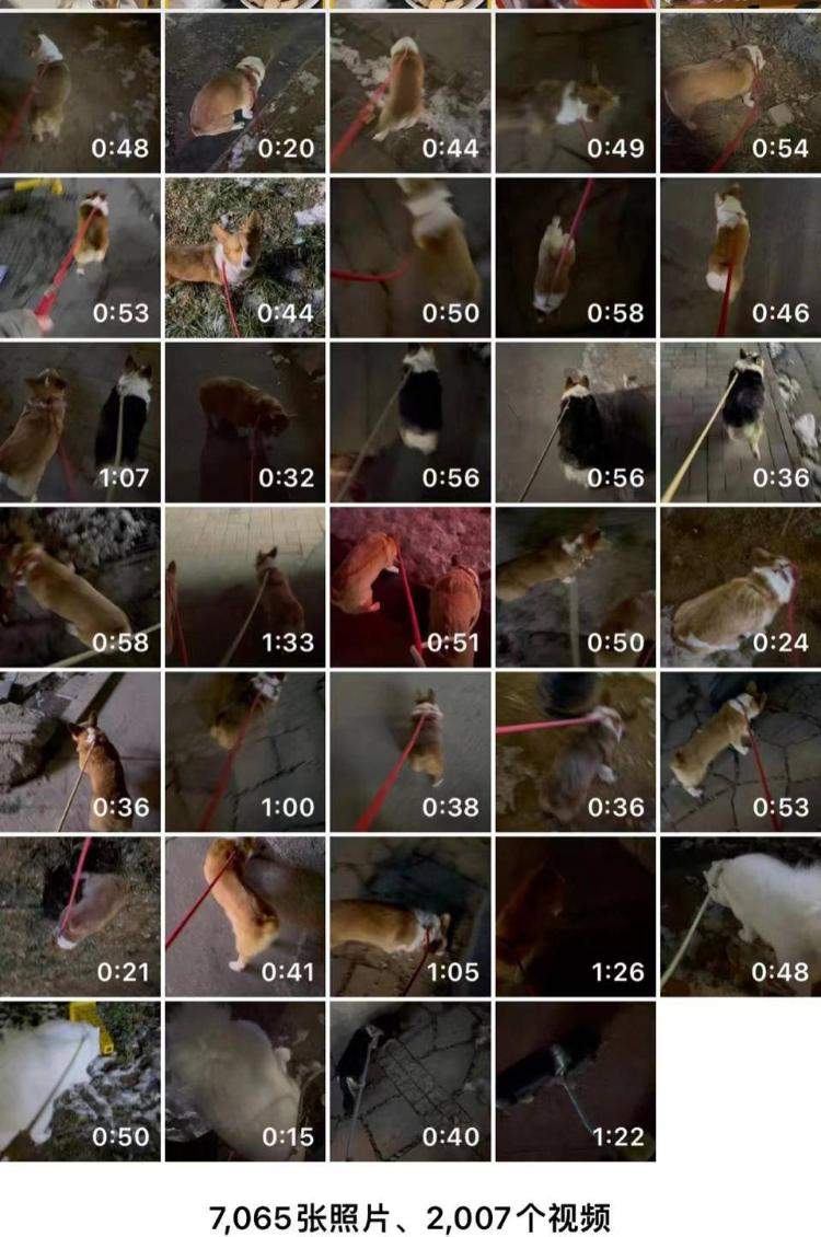 春节期间“毛孩子”遇集中寄养，店主一天早晚两次遛20多只狗