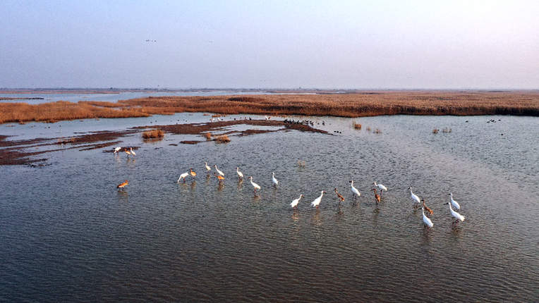 黄河入海口&middot;山东东营：这里有座&ldquo;鸟类国际机场&rdquo;