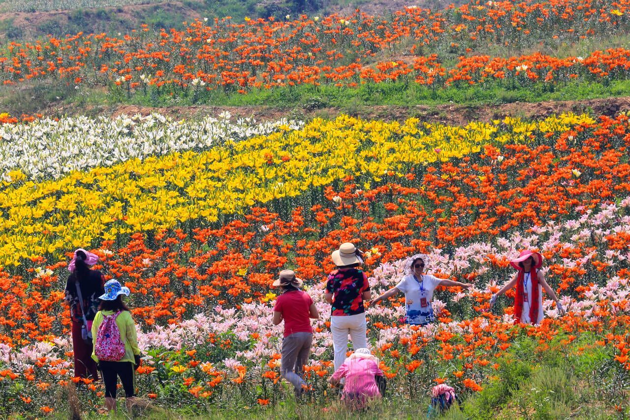 200对夫妻享受泰山百合和园三年免费入园资格,2020新泰市百合文化艺术