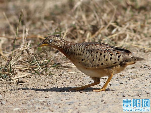 贵州山中“龙吟”初步认定为鸟叫 这真的是真相吗？