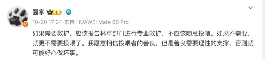 野狼“胖若两狼”！不该投喂的不只是可可西里的狼