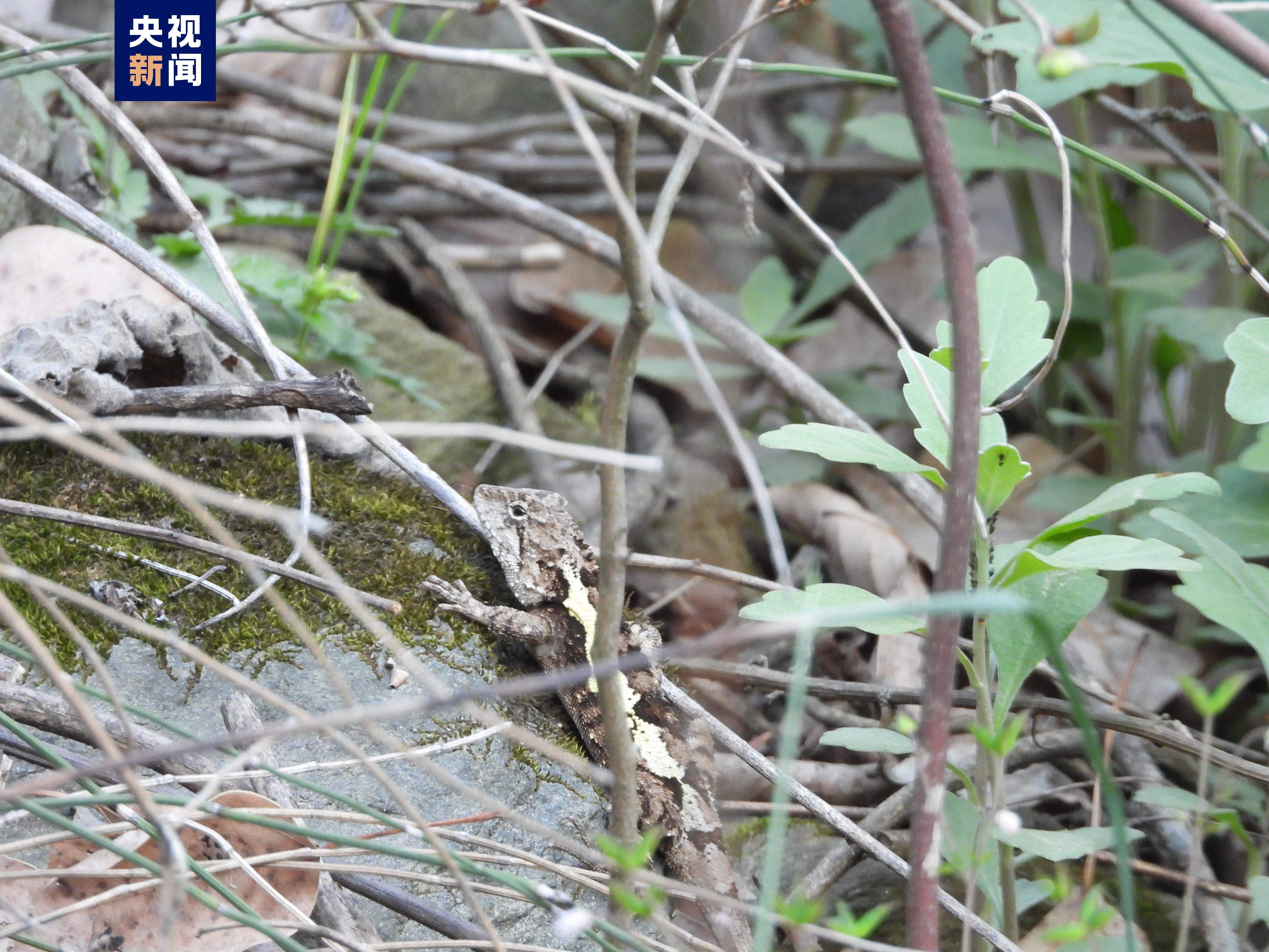 湖北赛武当国家级自然保护区首次发现米仓山龙蜥