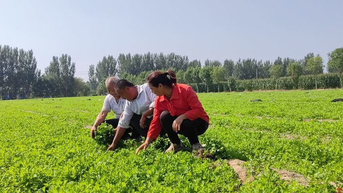 返乡小伙今成“种菜行家” 济南农场主痴情农耕只为蔬菜燃“新绿”