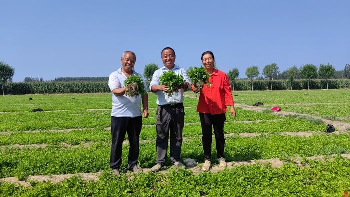 返乡小伙今成“种菜行家” 济南农场主痴情农耕只为蔬菜燃“新绿”