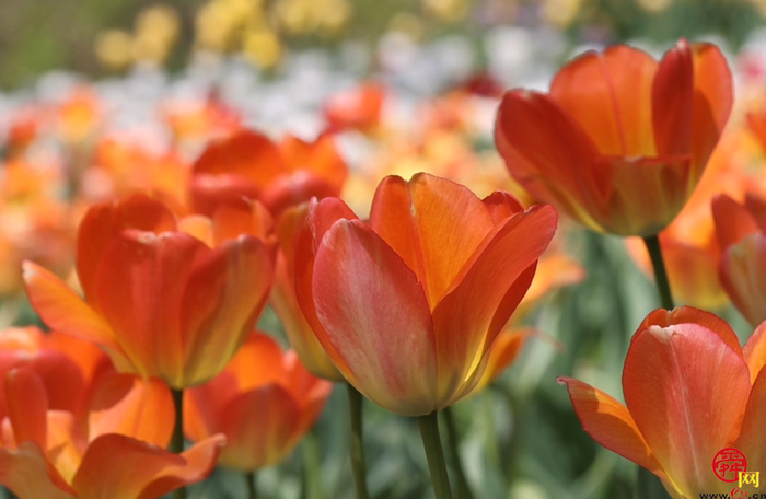 郁金满山香漫天 红叶谷上线“人间四月天”