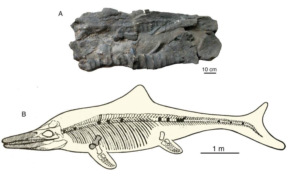 再次发现珠峰地区发现新的喜马拉雅鱼龙化石