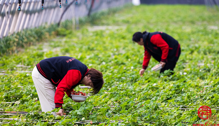 济南“百菜园”荣升盒马村  唐荷堂让播种即有“归宿”