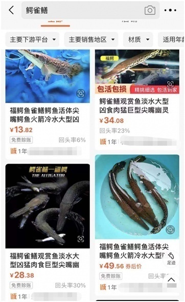 近期多地发现“怪鱼”鳄雀鳝！究竟什么来头？为何非抓不可