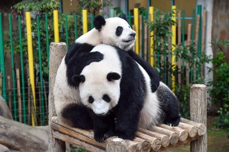 大熊猫“谊谊”和“升谊”将从马来西亚启程回国