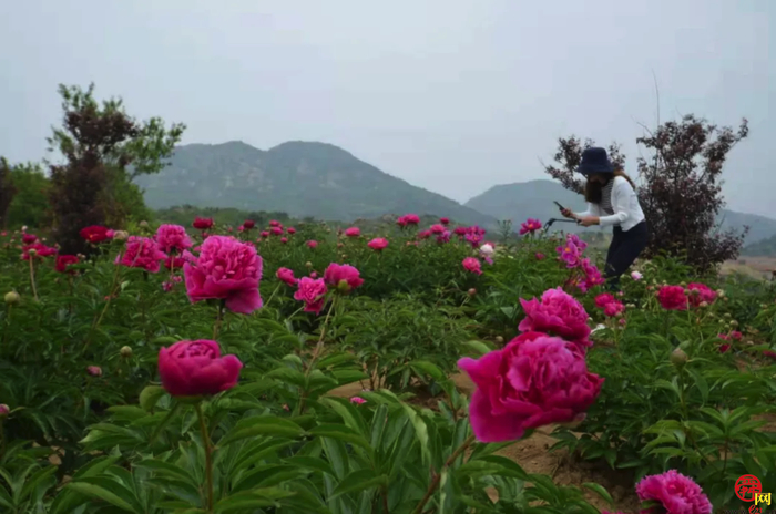 天上人家牡丹艺术文化节邀您免费游