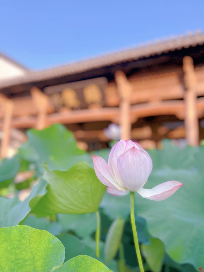 用镜头聚焦美好——历下一幼师幼摄影大赛