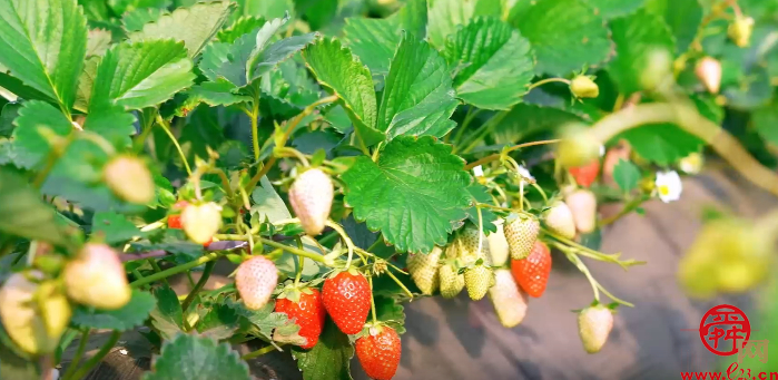 济南“百菜园”荣升盒马村  唐荷堂让播种即有“归宿”