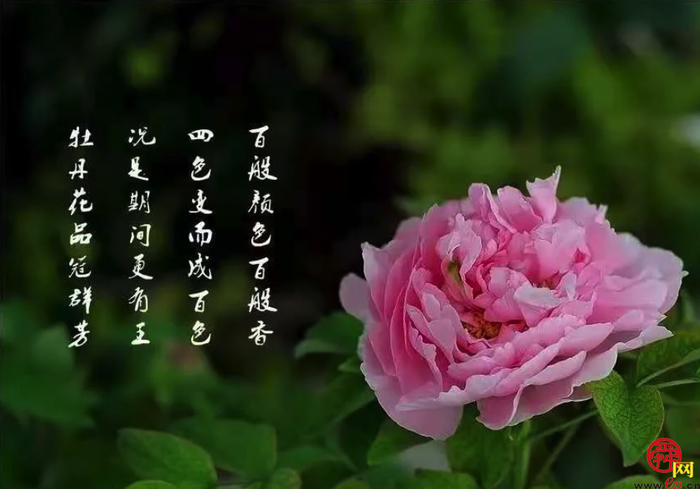 天上人家牡丹艺术文化节邀您免费游