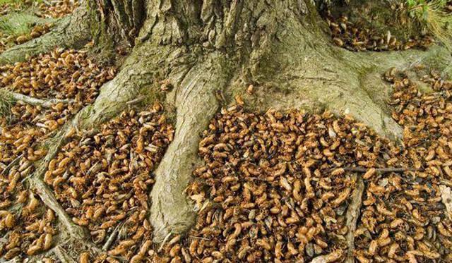 300亿只蝉将席卷美国东部，具体是啥情况？