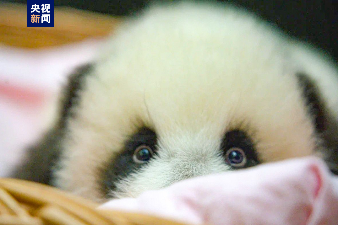 旅俄大熊猫“丁丁”幼崽要取名字了！丁丁