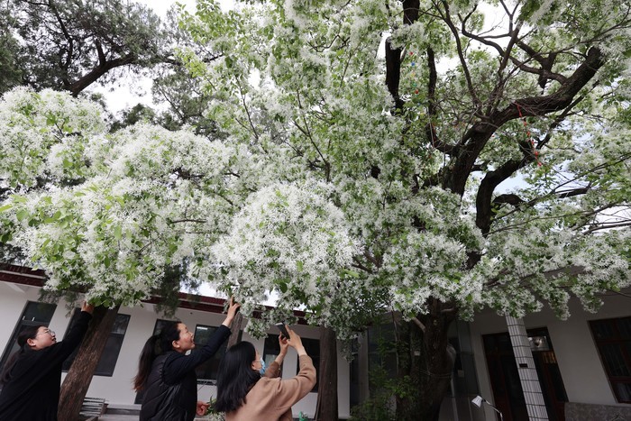 千年降龙树花开似雪 香飘十里美如画