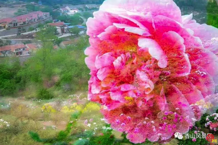 天上人家牡丹艺术文化节邀您免费游