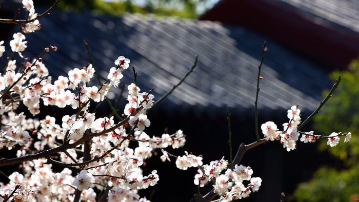 舜视频丨玉兰花开梅花绽放 这是济南诗意的春天