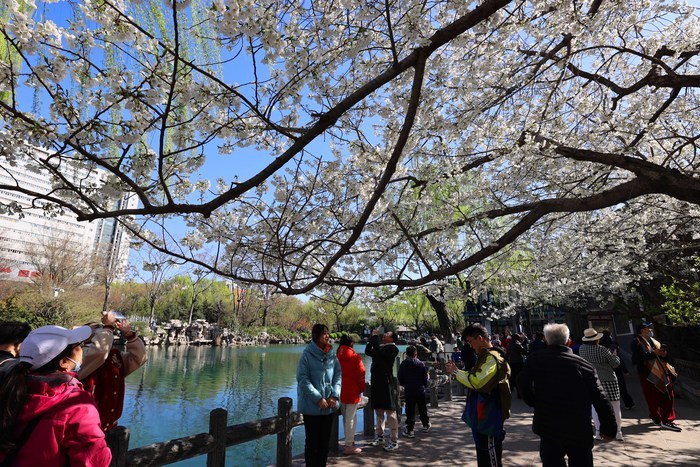 幸得三月樱花舞！济南五龙潭樱花盛放，如云似雪好迷人