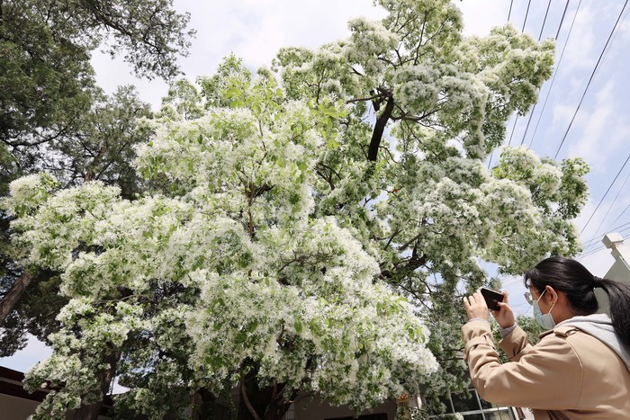 千年降龙树花开似雪 香飘十里美如画
