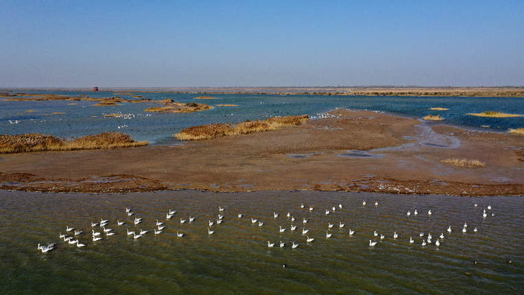 黄河入海口&middot;山东东营：这里有座&ldquo;鸟类国际机场&rdquo;