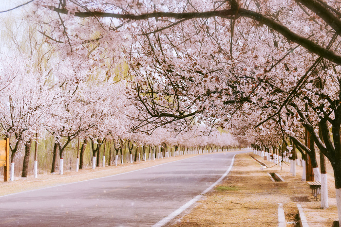 疫情挡不住春天济南黄河樱花大道闪耀绽放