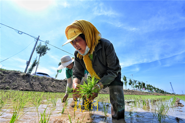 济南有片北方少见的水稻田高温下农民忙插秧