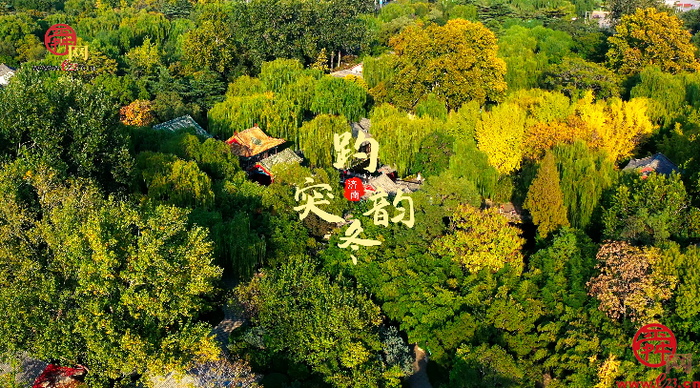 舜视频丨 冬菊傲霜泉水清冽 来感受趵突泉醉人冬韵